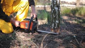 Best Arborist Consultation Services  in Jacksonville, AL