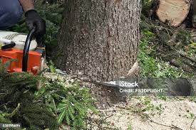 Best Tree Maintenance Programs  in Jacksonville, AL