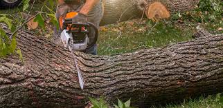 Professional Tree Removal in Jacksonville, AL